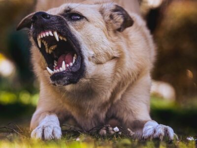 Colorado Dog Bite Law