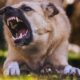 Colorado Dog Bite Law
