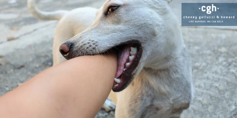 Dog discount bite attorney