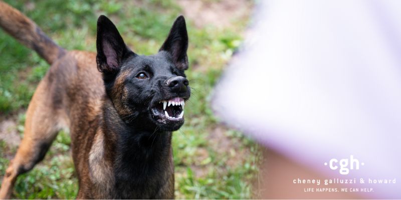 Thornton Dog Bite Lawyer