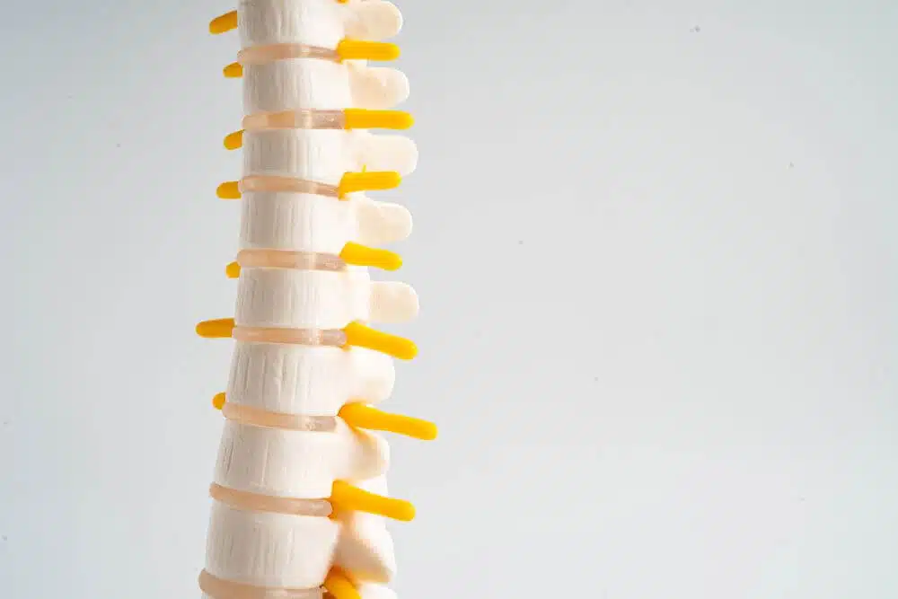 Spinal cord model against a white background - CGH Injury Lawyers